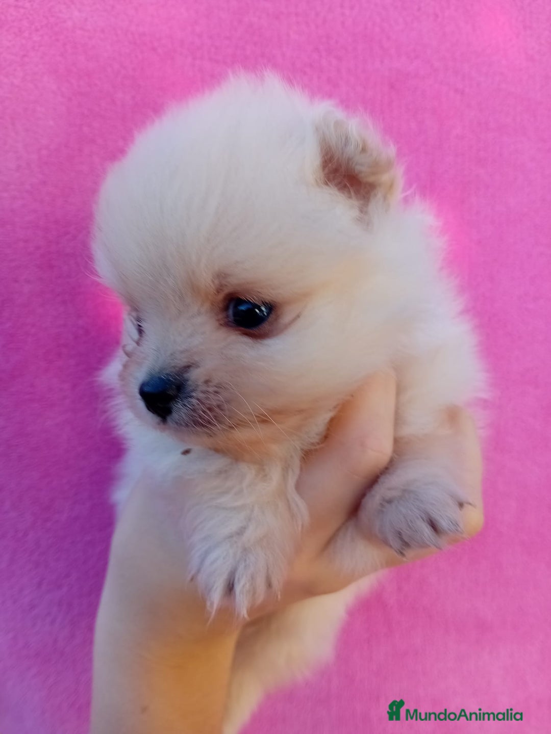 Pomerania perros en venta: Lulú de pomerania precio real - Anuncio 1