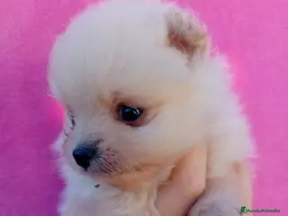 Pomerania perros Lulú de pomerania precio real - Anuncio 23