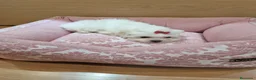 Bichón Maltés perros en venta: Bichón maltés - Anuncio 8