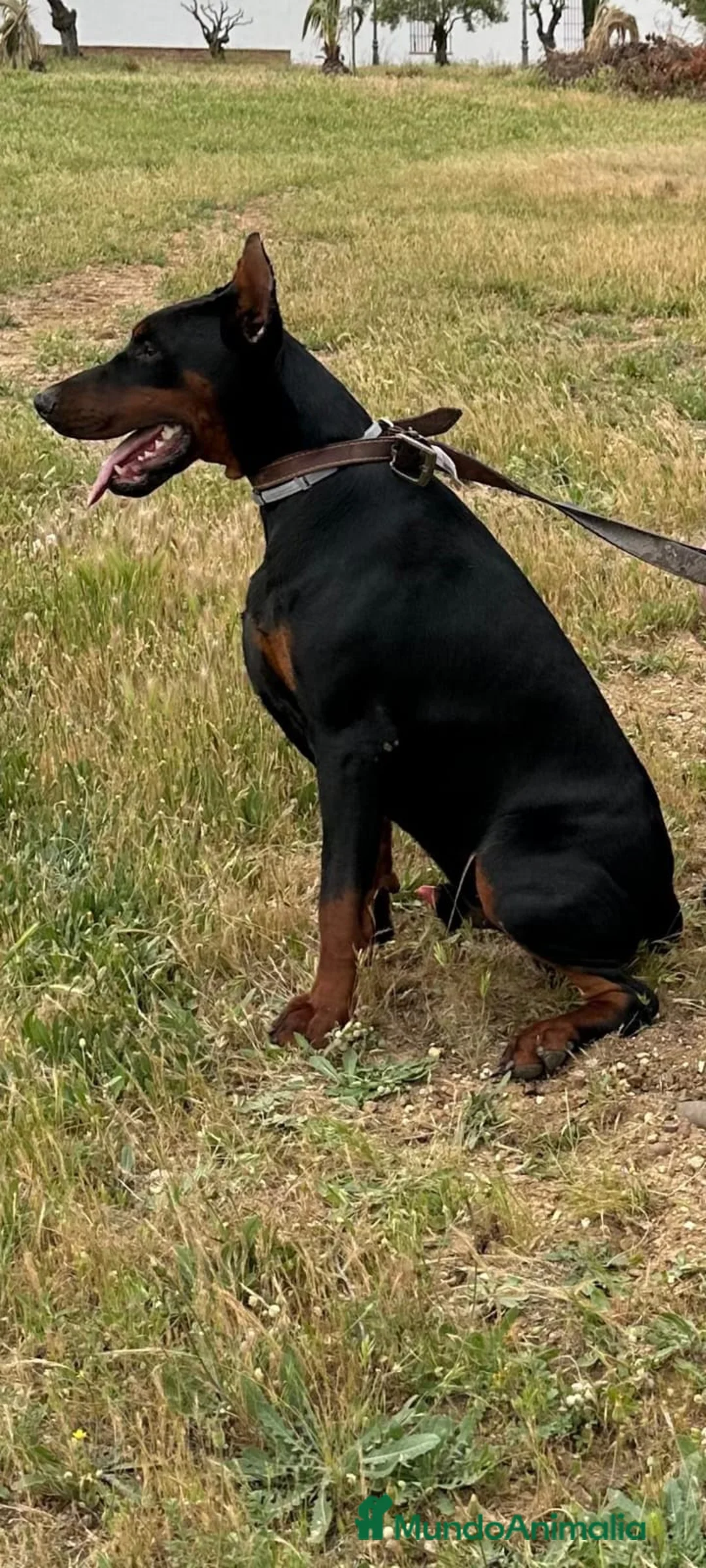 Dobermann perros en venta: Doberman  - Anuncio 13