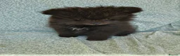 Pomerania perros en venta: Pomerania Toy - Anuncio 3