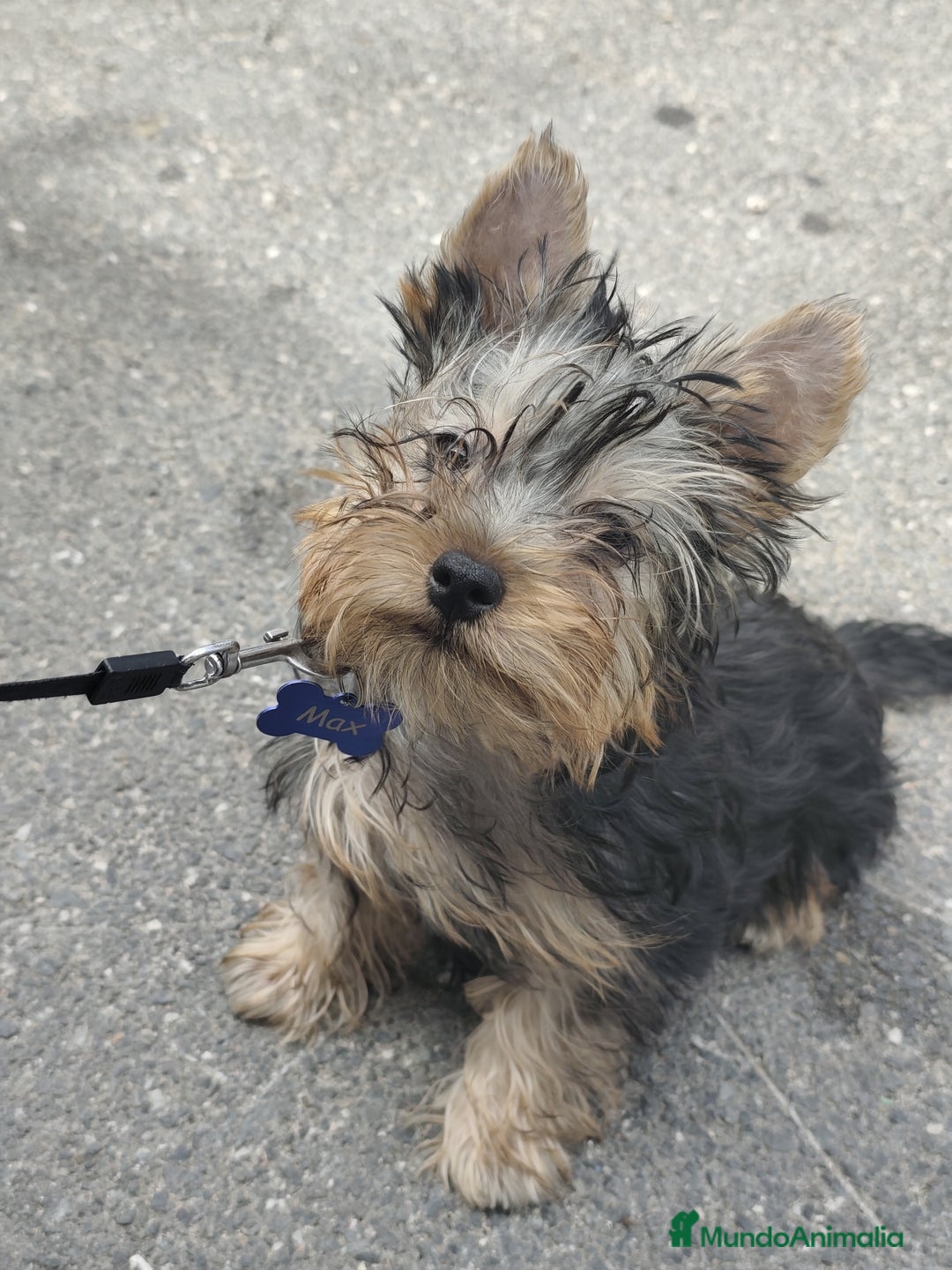Raza Mixta perros en venta: Cachorro de yorkshire terrier  - Imagen 3