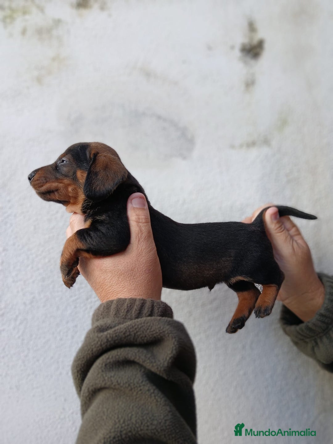 Teckel Miniatura perros en venta: camada teckel arlequín y todos los colores  - Anuncio 14