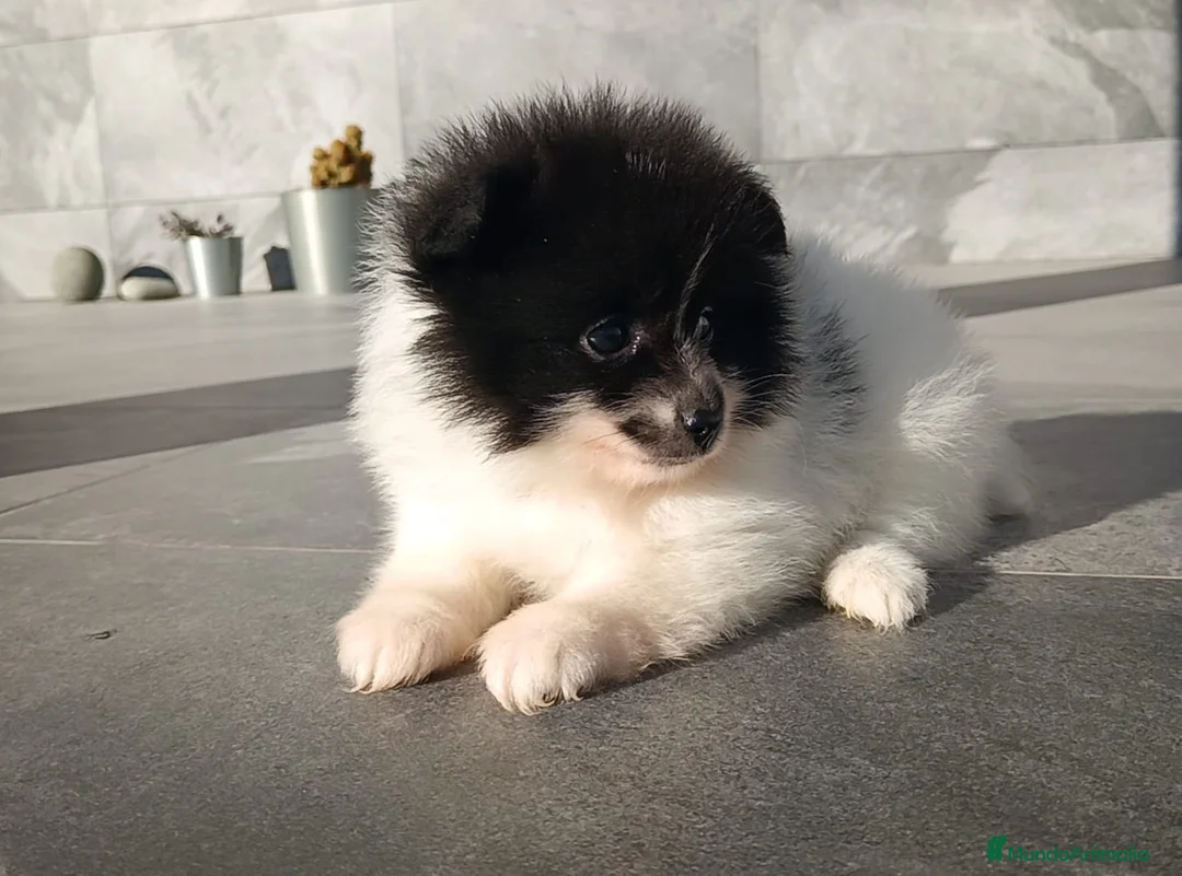 Pomerania perros en venta: Pomerania  - Anuncio 2