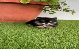 Pomerania perros en venta: POMERANIA HEMBRA DISPONIBLE - Imagen 14