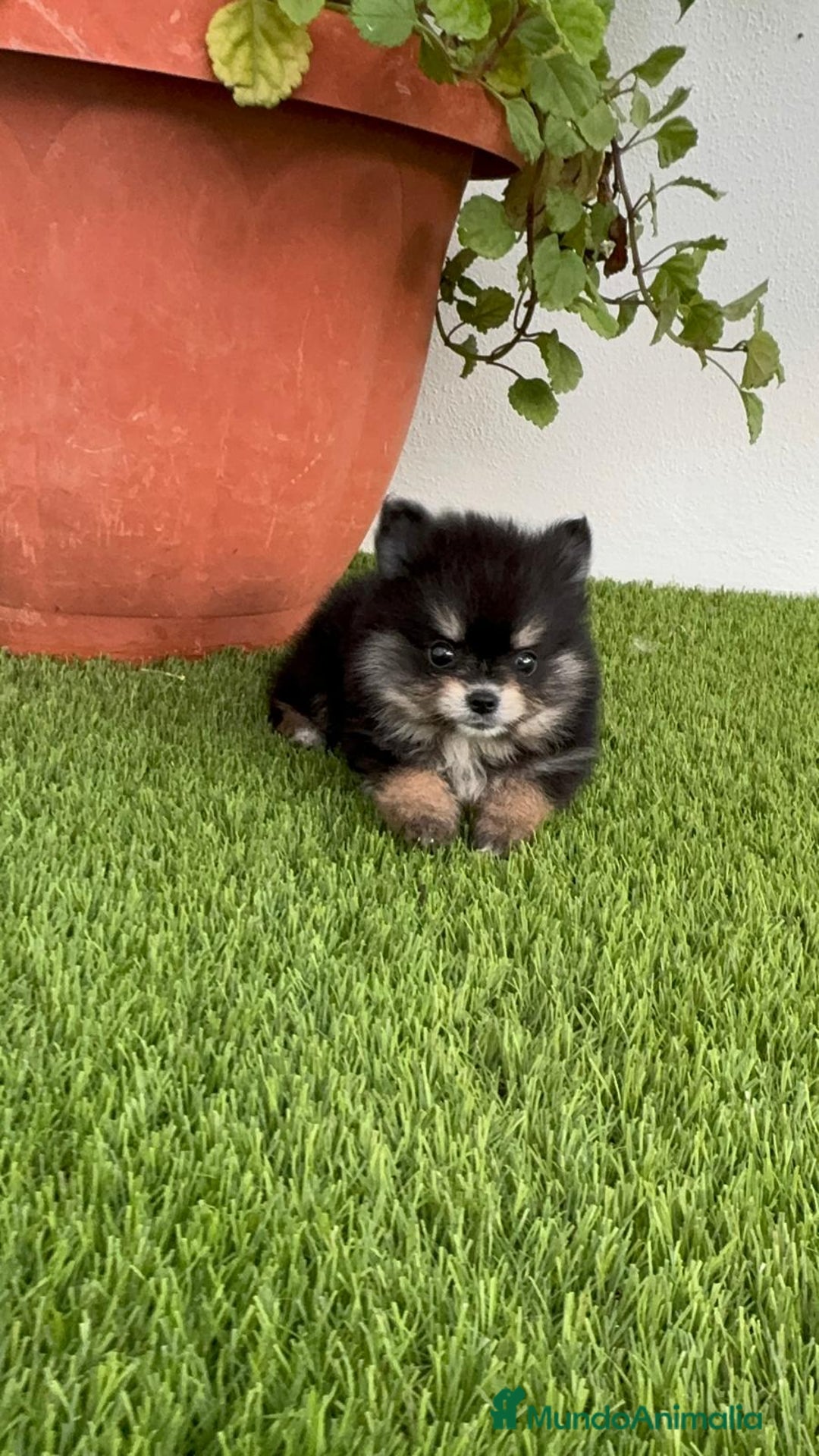 Pomerania perros en venta: POMERANIA HEMBRA DISPONIBLE - Imagen 14