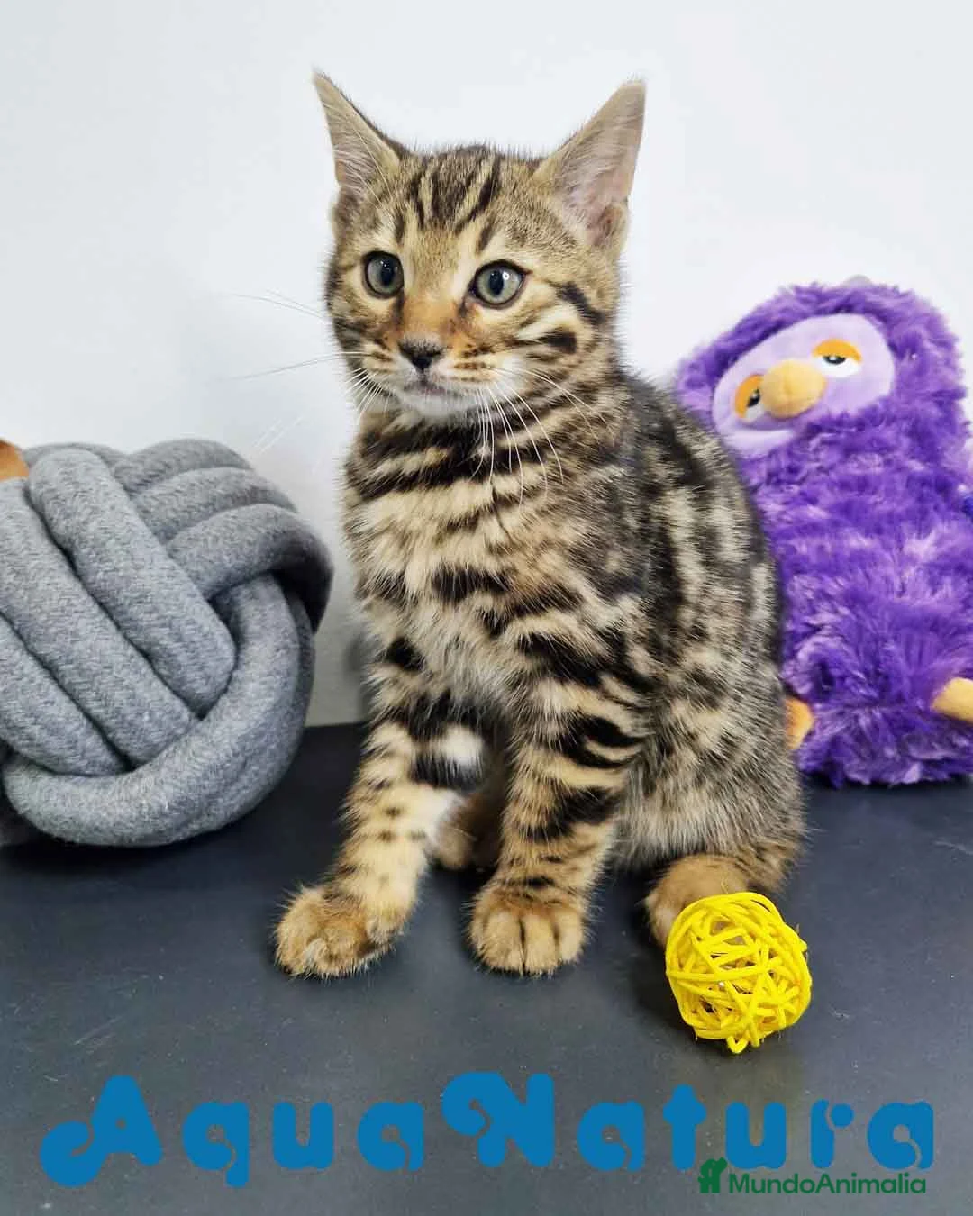 Bengalí gatos en venta: Bengali Macho 1823 AQUANATURA en Barcelona - Anuncio 8