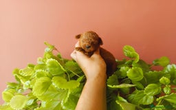Caniche Toy perros en venta: Caniche toy - Imagen 2