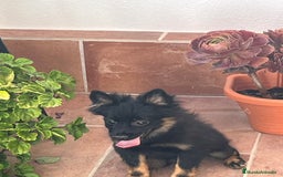 Pomerania perros en venta: Spitz alemán  - Imagen 2