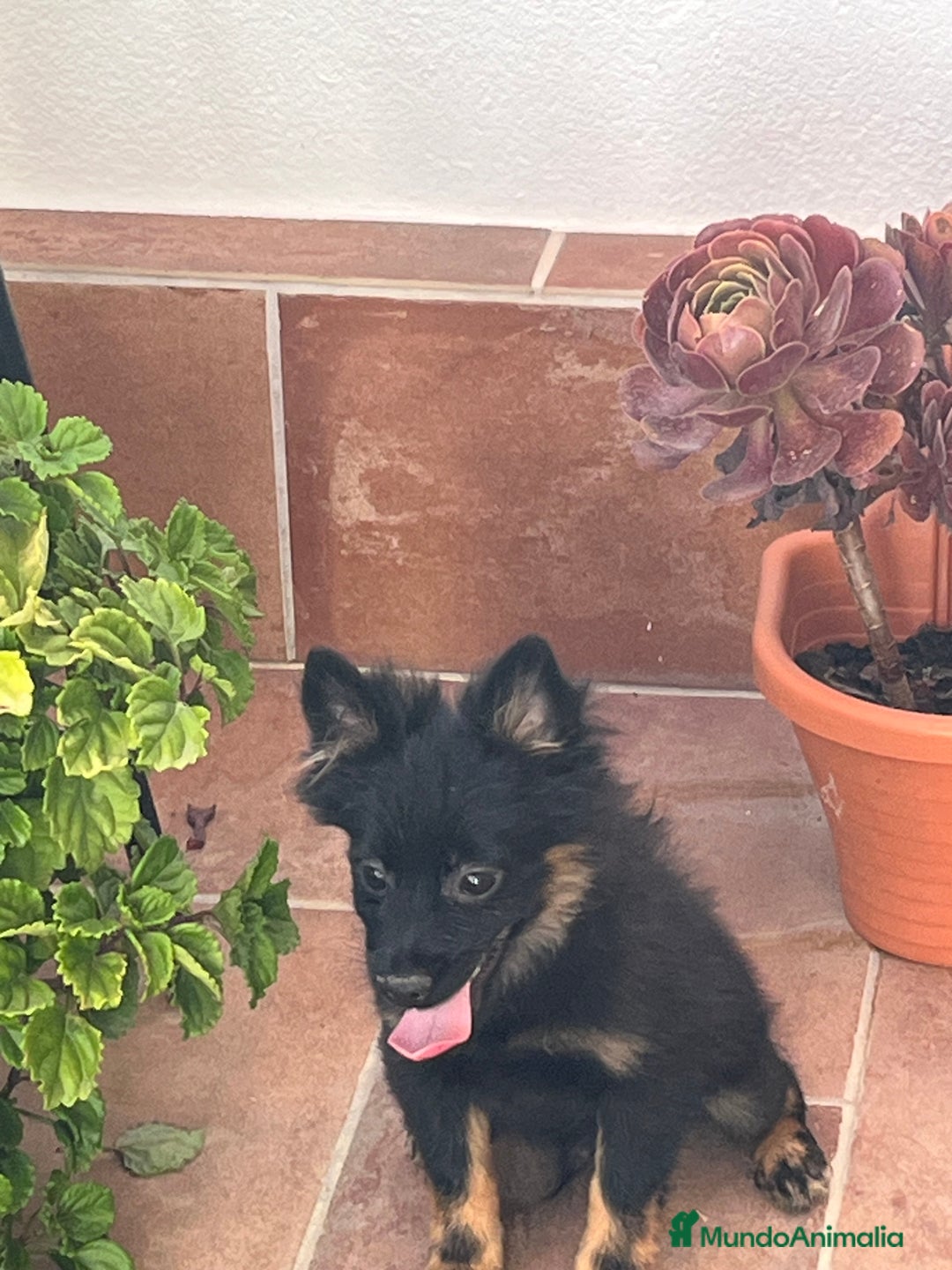 Pomerania perros en venta: Spitz alemán  - Imagen 2