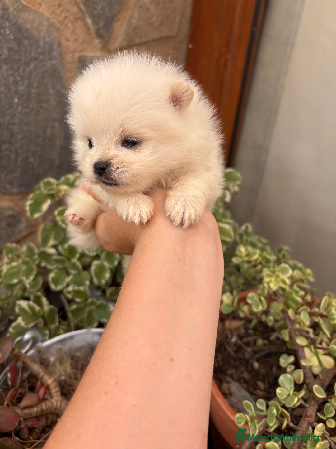 Pomerania perros en venta: Pomeranias muy bonitos !!! - Anuncio 13