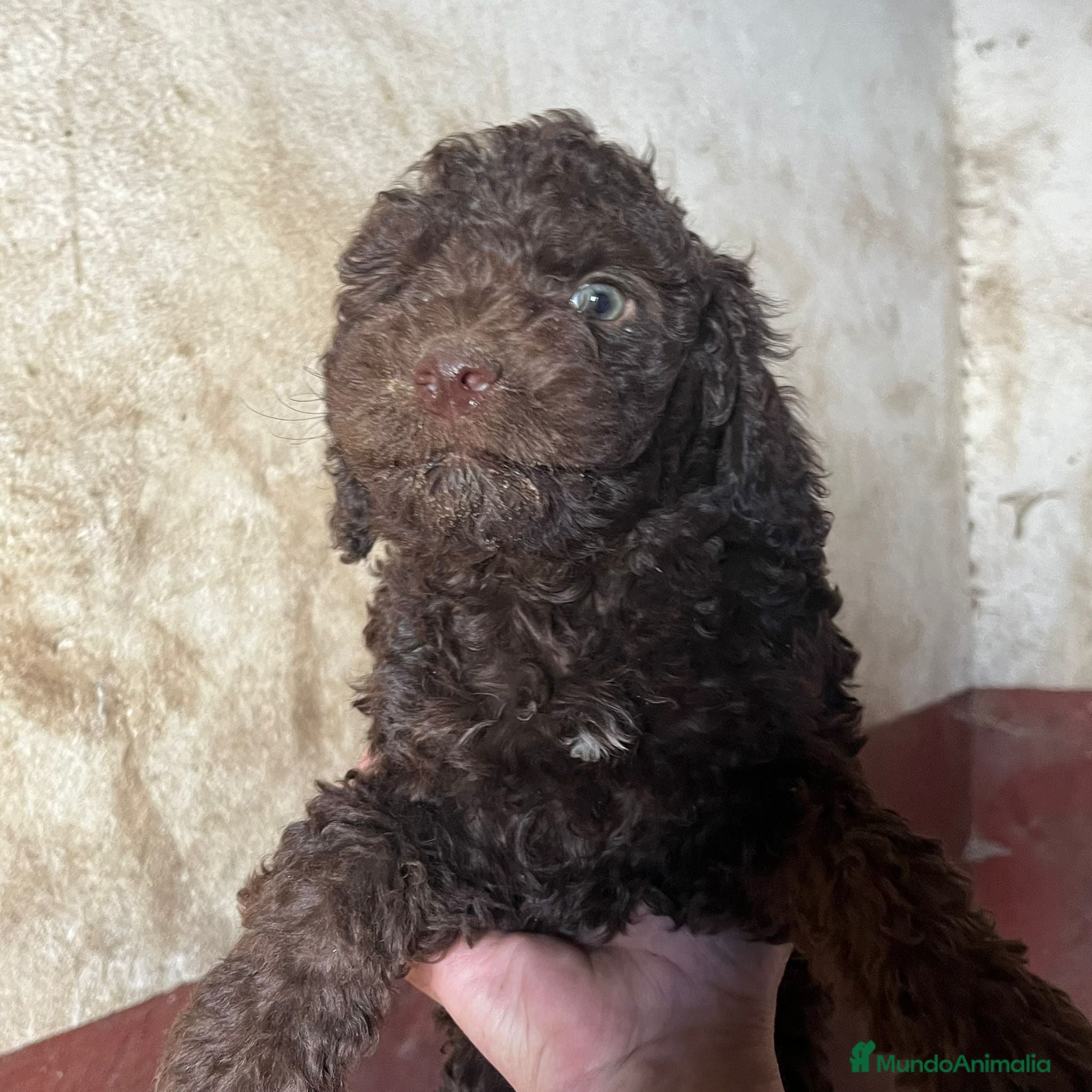 Perro de Agua Español perros Perro de Agua Español - Anuncio 1