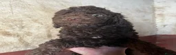Perro de Agua Español perros en venta: Perro de Agua Español - Anuncio 1