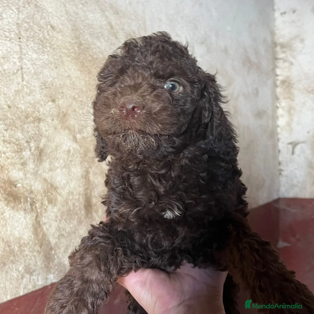 Perro de Agua Español perros en venta: Perro de Agua Español - Anuncio 1