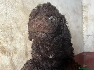 Perro de Agua Español perros Perro de Agua Español - Anuncio 1