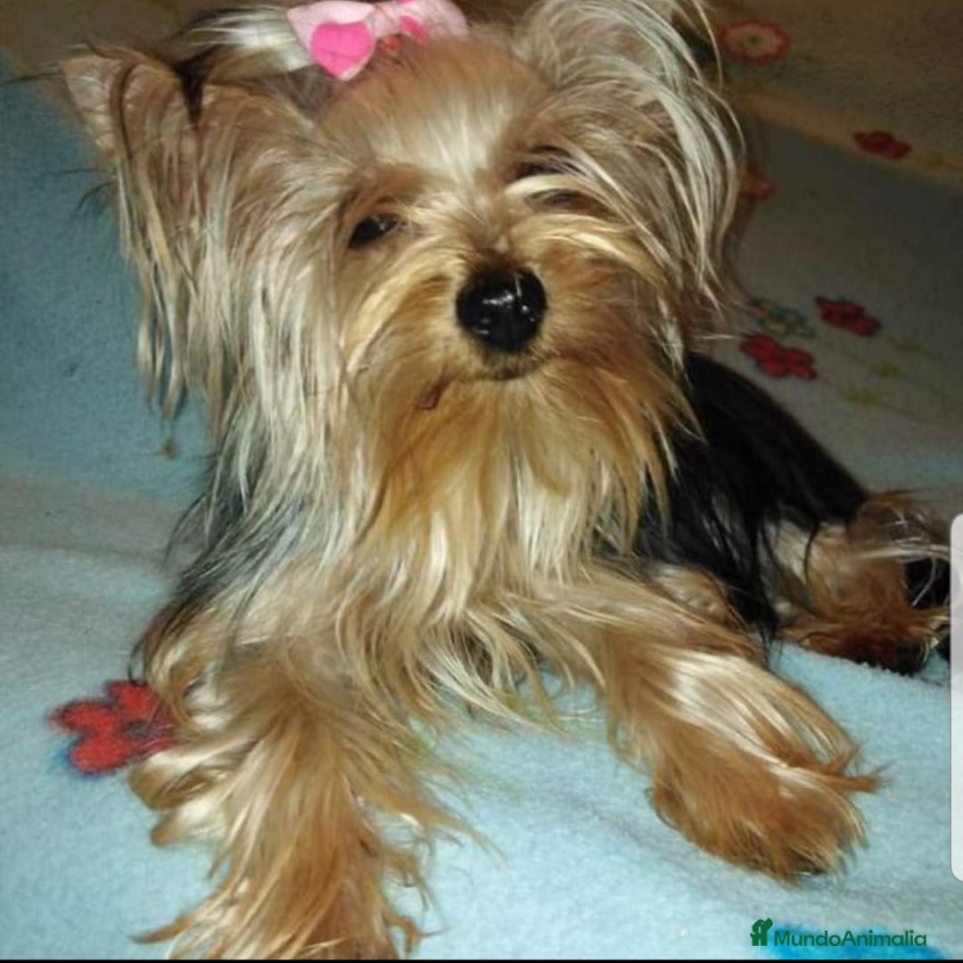 Yorkshire Terrier perros Machito de Yorkshire terrier - Anuncio 9