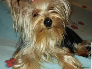 Yorkshire Terrier perros Machito de Yorkshire terrier - Anuncio 9