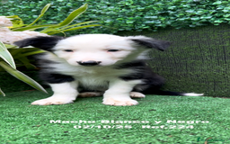 Border Collie perros en venta: BORDER COLLIE - Anuncio 16