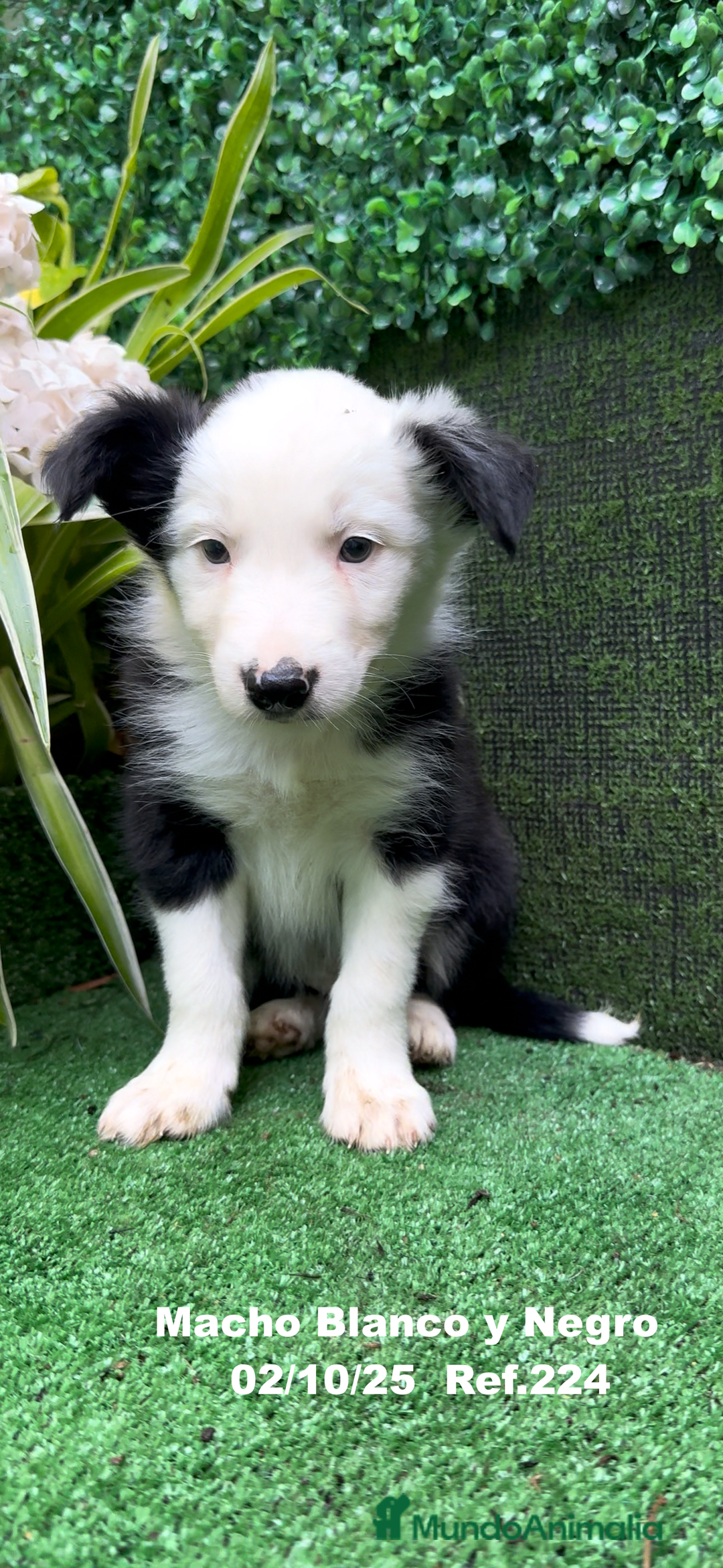 Border Collie perros en venta: BORDER COLLIE - Anuncio 16