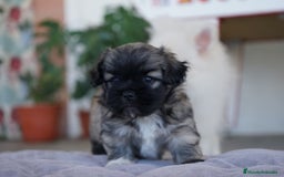 Maltipoo perros en venta: 🐾 Maxi y Boom – Maltipoo marrón oscuro ☕ - Imagen 5