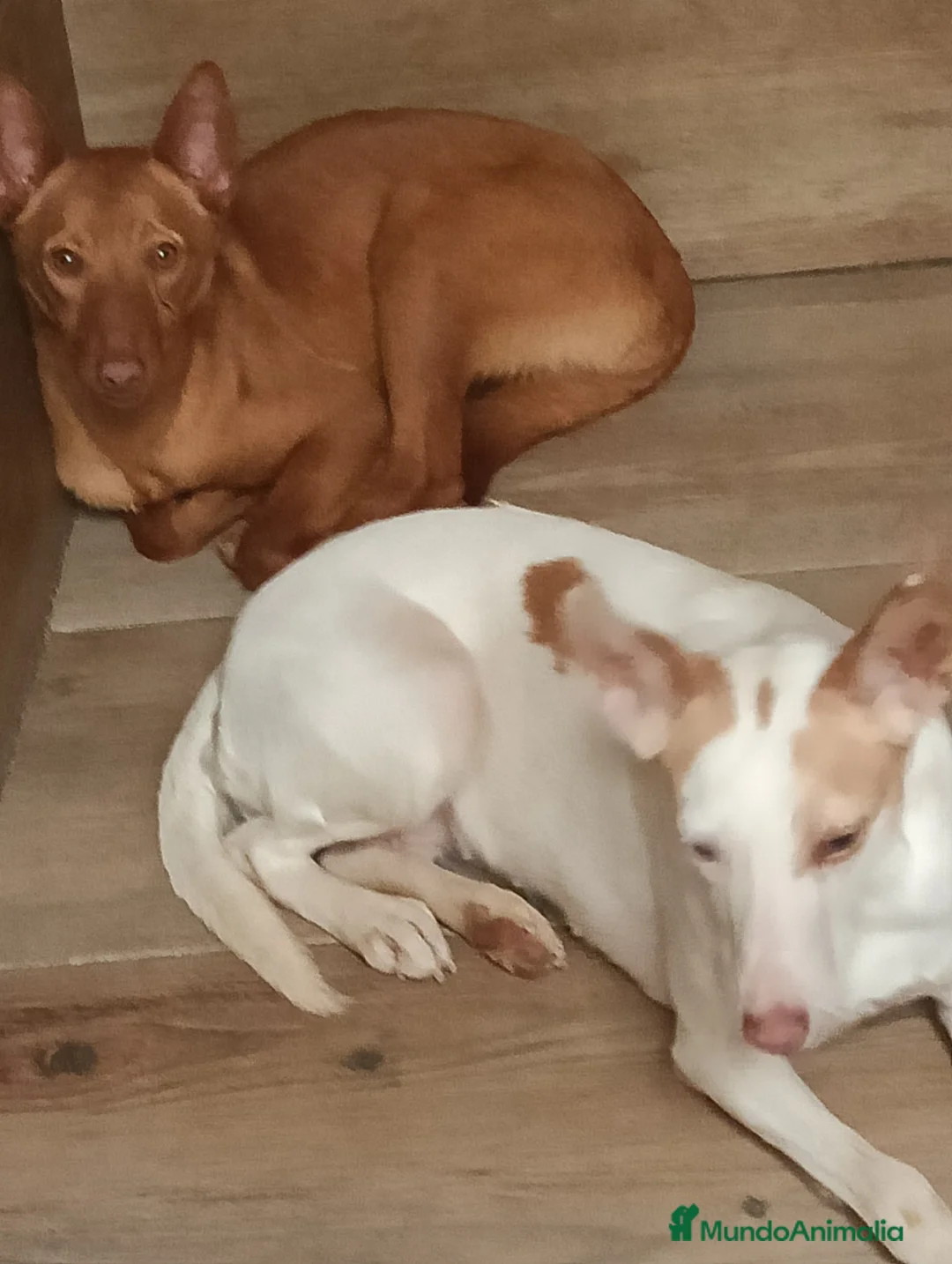 Podenco Andaluz perros en venta: Podenco andaluz  - Anuncio 2