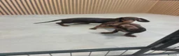 Teckel Miniatura perros en venta: Teckel Mini chocolate machos  - Anuncio 5