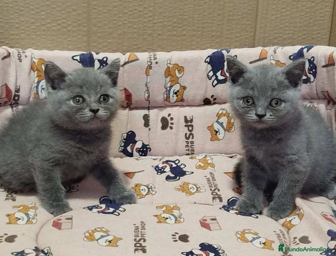 Británico de Pelo Corto Azul gatos en venta: British Shorthair  - Anuncio 6
