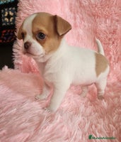 Chihuahua perros Chihuahua miniatura - Anuncio 11