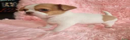 Chihuahua perros en venta: Chihuahua miniatura  - Anuncio 8