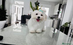 Bichón Maltés perros en venta: Cachorrito de bichon maltés macho - Imagen 2