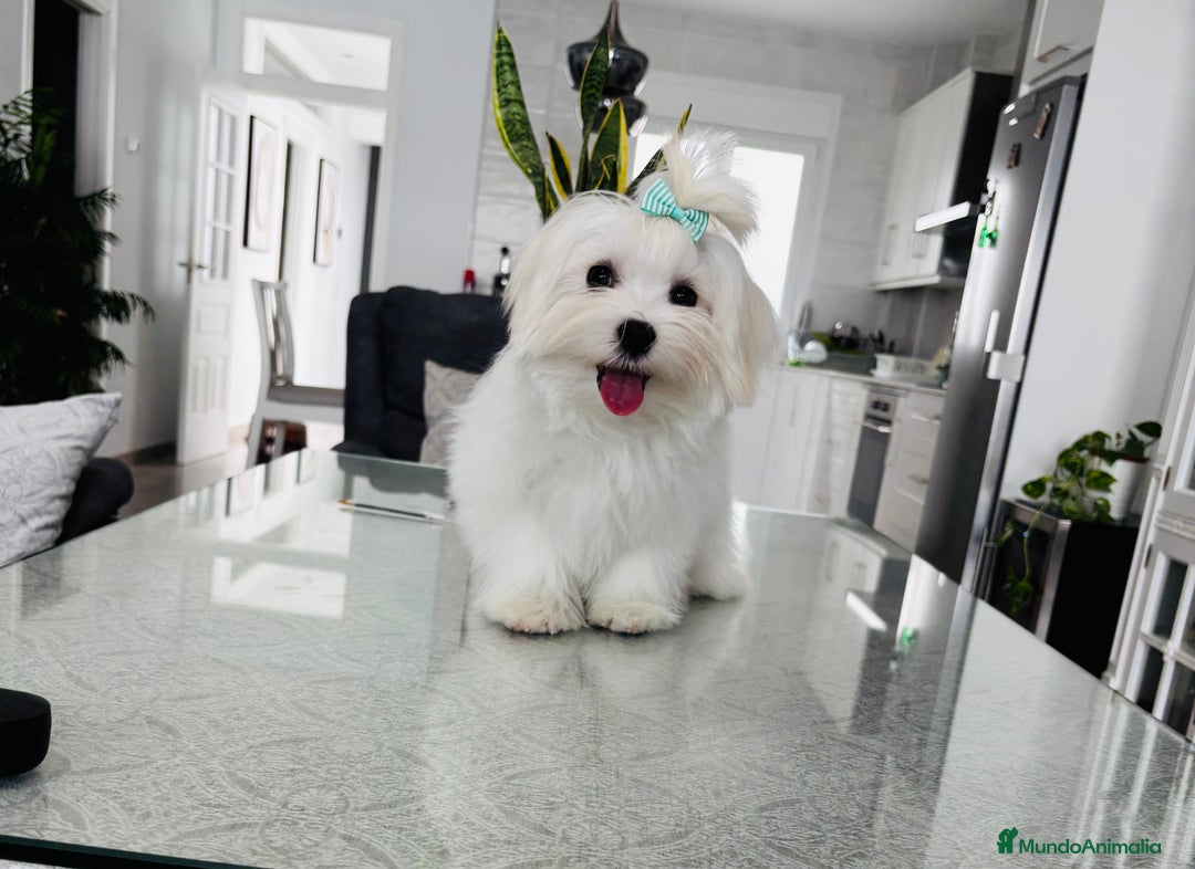 Bichón Maltés perros en venta: Cachorrito de bichon maltés macho - Imagen 2