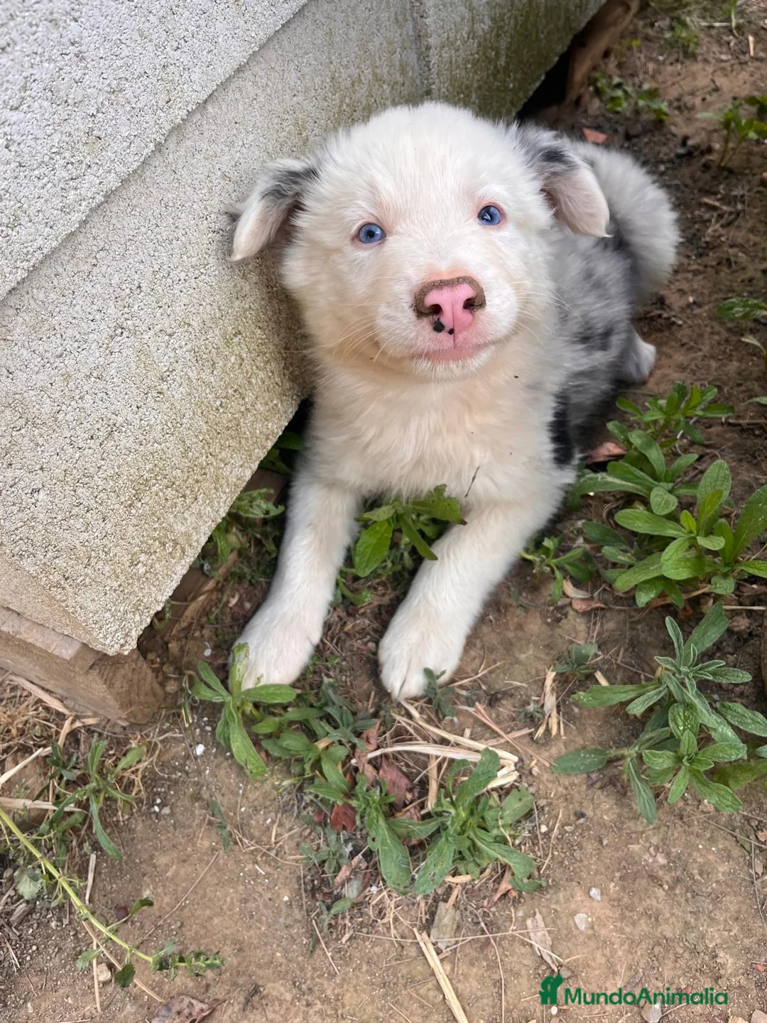 Border Collie perros en venta: Border collies de calidad  - Anuncio 2