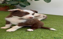 Border Collie perros en venta: BORDER COLLIE HEMBRA  - Imagen 1