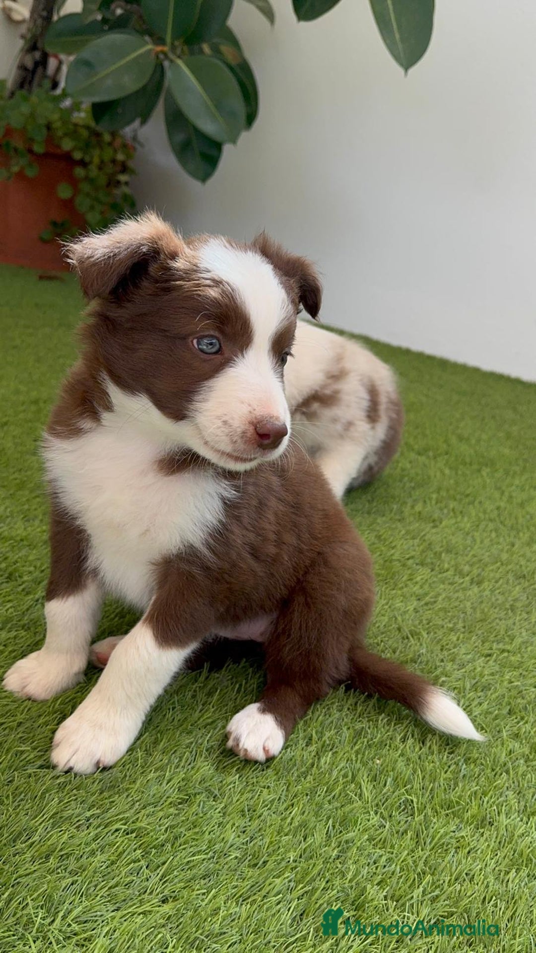 Border Collie perros en venta: BORDER COLLIE HEMBRA  - Imagen 1