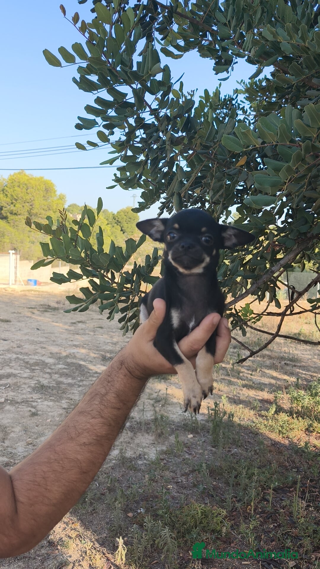 Chihuahua perros en venta: Chihuahua Macho  - Imagen 4