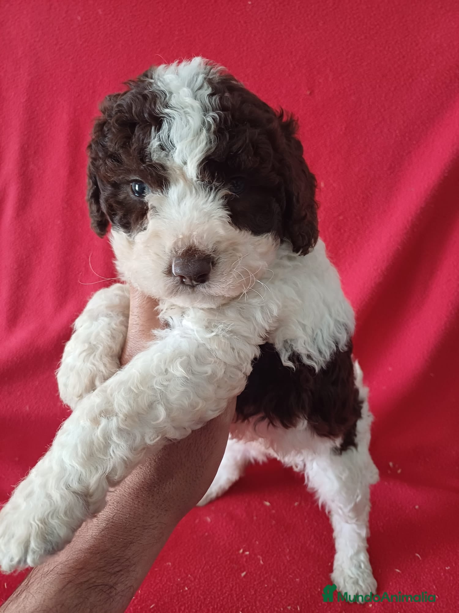 Perro de Agua Español perros Perro de Agua Español Bicolor  - Anuncio 16