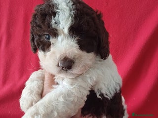 Perro de Agua Español perros Perro de Agua Español Bicolor - Anuncio 1