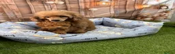 Caniche Toy perros en venta: Caniche Toy hembra muy pequeñita de tamaño. - Anuncio 1