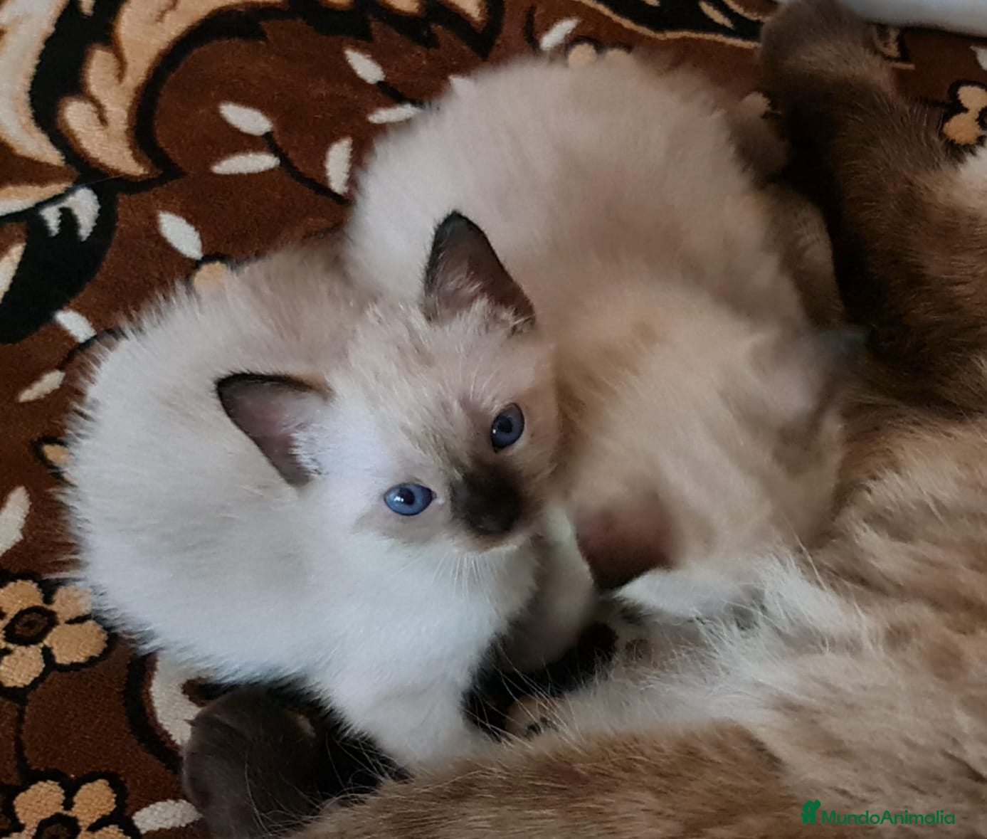 Siamés gatos en venta: Siamés  - Anuncio 2