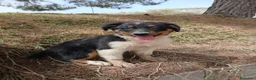 Pastor Australiano perros en venta: PASTOR AUSTRALIANO  - Anuncio 7