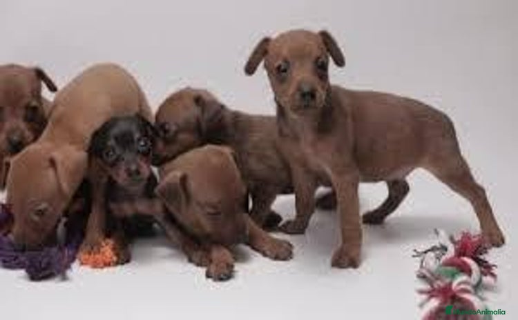 Pinscher Miniatura perros - Anuncio 2