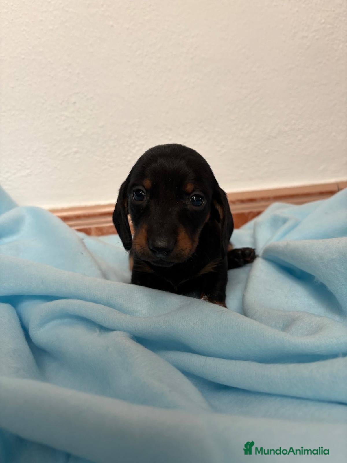 Teckel Miniatura perros Teckels Mini Diferentes Colores Desde - Anuncio 6