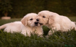 Golden Retriever perros en venta: Camada Golden Retriever  - Imagen 5