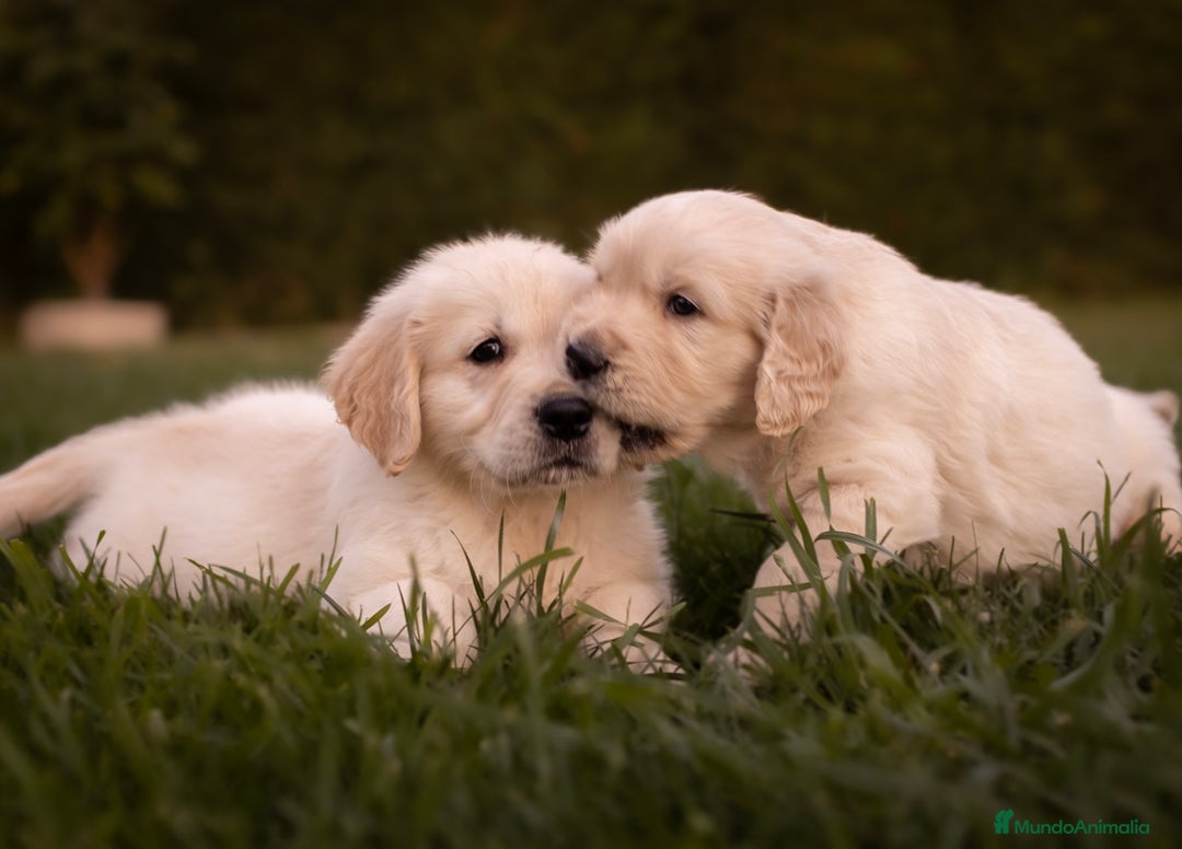 Golden Retriever perros en venta: Camada Golden Retriever  - Imagen 5