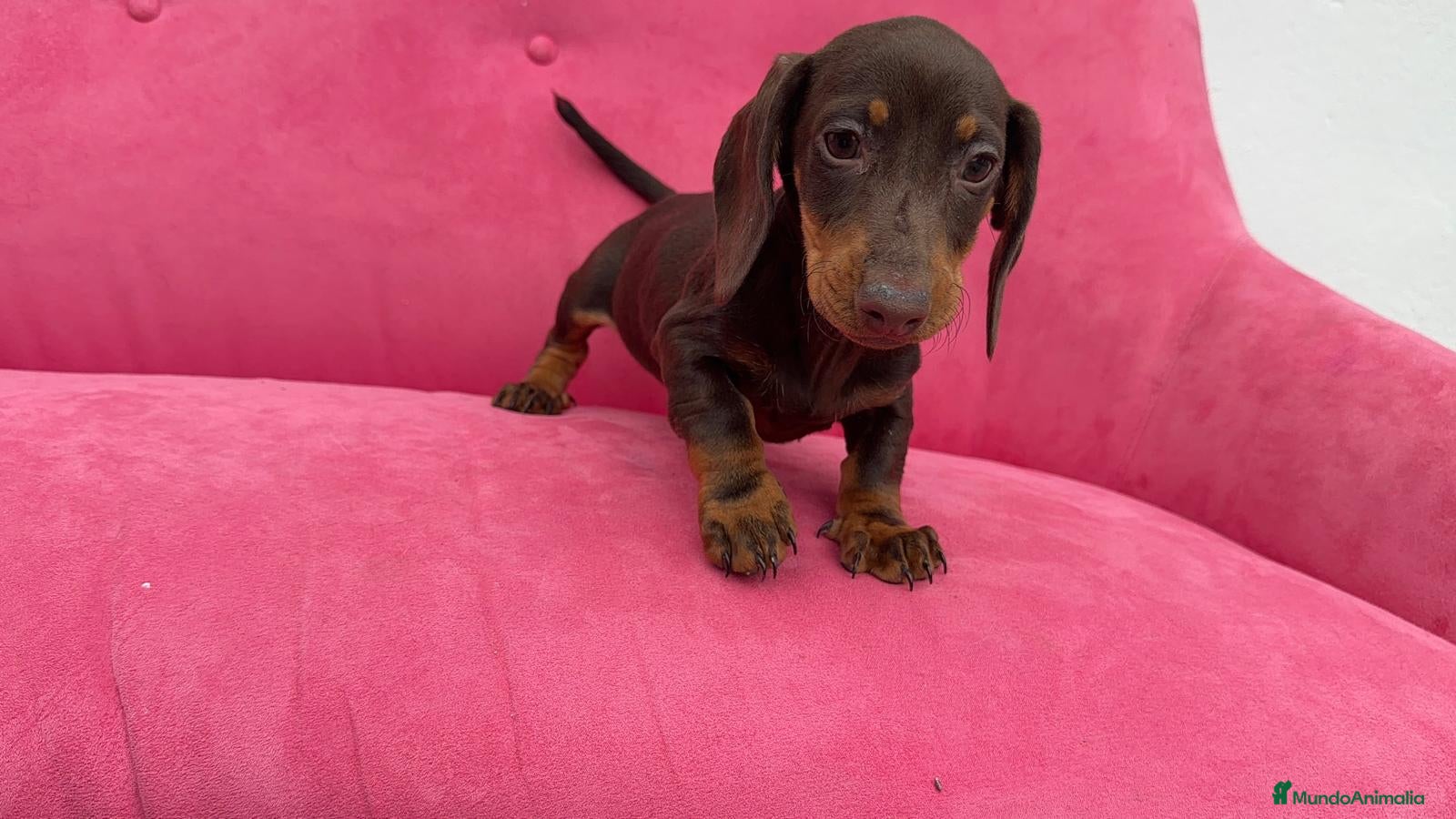 Teckel Miniatura perros Teckel chocolate 🍫♂️ - Anuncio 1