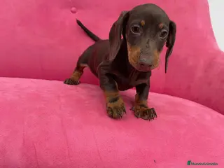 Teckel Miniatura perros Teckel chocolate 🍫♂️ - Anuncio 1