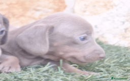 Teckel Miniatura perros en venta: Teckel Hembras Isabella - Imagen 3
