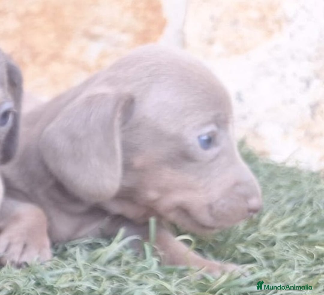Teckel Miniatura perros en venta: Teckel Hembras Isabella - Imagen 3