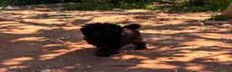 Caniche Toy perros en venta: Caniche toy negro  - Anuncio 2
