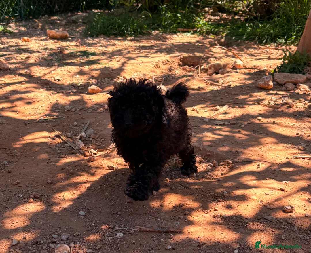 Caniche Toy perros en venta: Caniche toy negro  - Anuncio 2